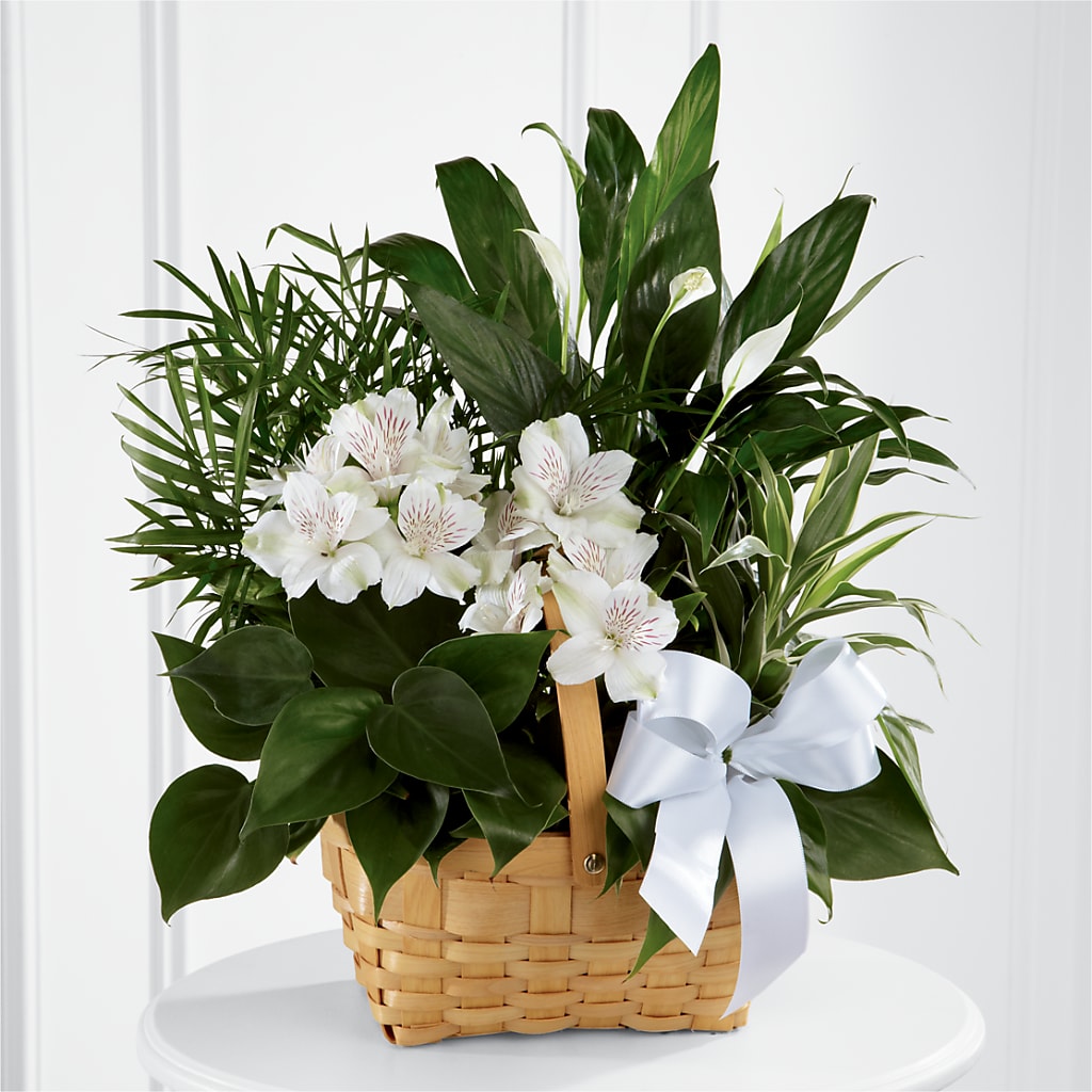Peace & Serenity Dishgarden – Awesome Blossom Flowers And Gifts, Citrus Heights CA