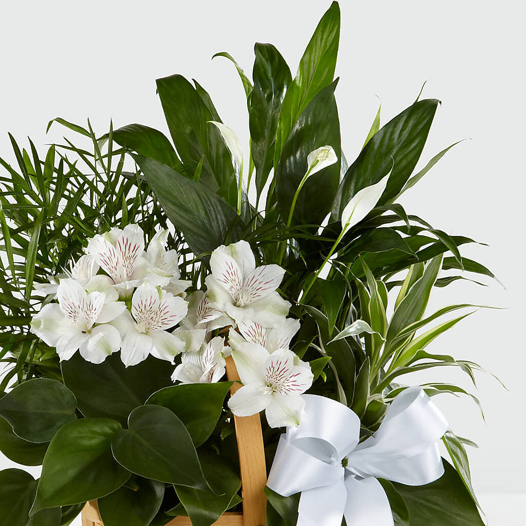 Peace & Serenity Dishgarden – Awesome Blossom Flowers And Gifts, Citrus Heights CA