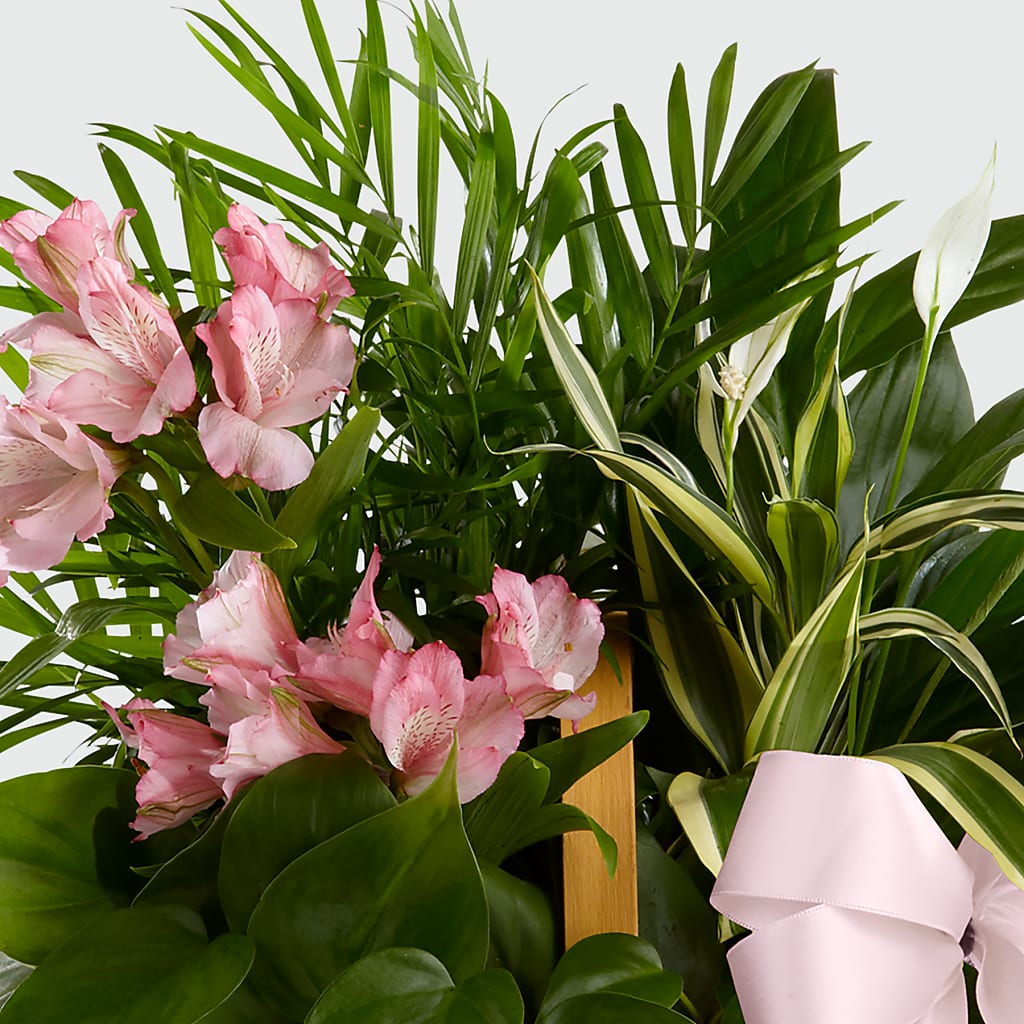 Living Spirit Dishgarden – Awesome Blossom Flowers And Gifts, Citrus Heights CA