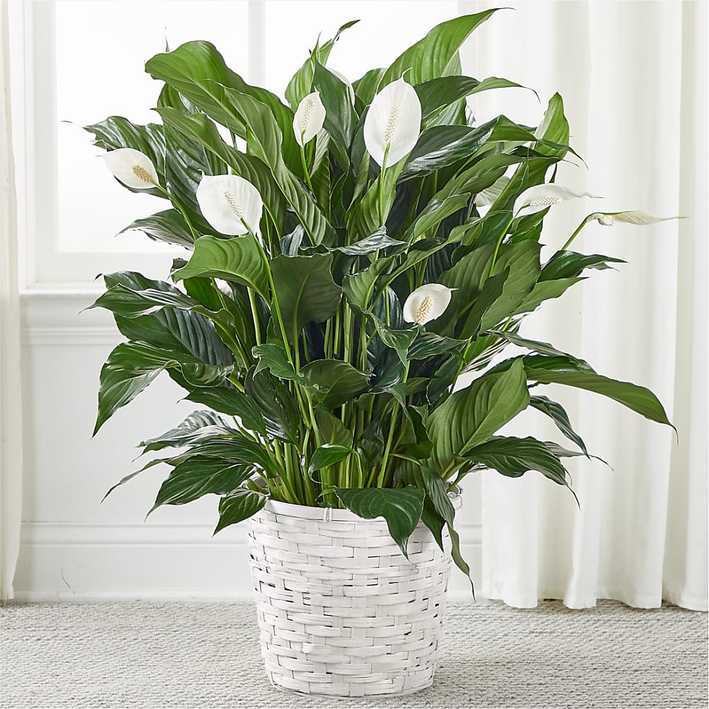 A New Leaf Peace Lily – Awesome Blossom Flowers And Gifts, Citrus Heights CA