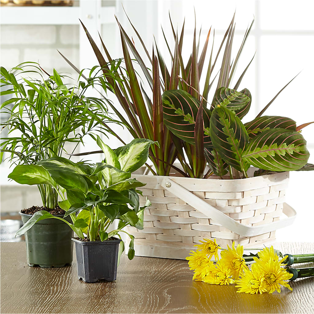 Florist Designed Blooming and Green Plants in a Basket –  Awesome Blossom Flowers And Gifts, Citrus Heights CA