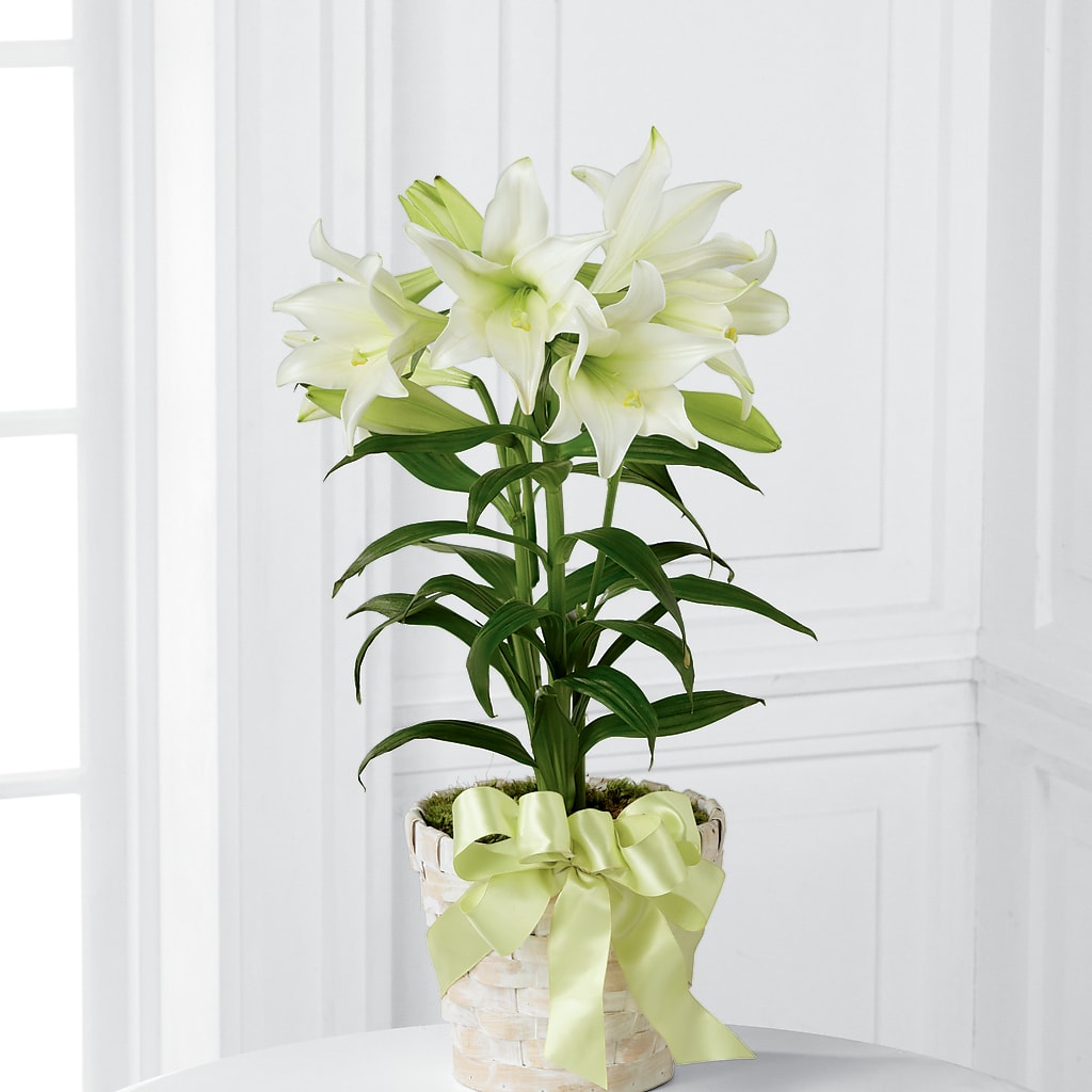 Easter Lily Plant –  Awesome Blossom Flowers And Gifts, Citrus Heights CA