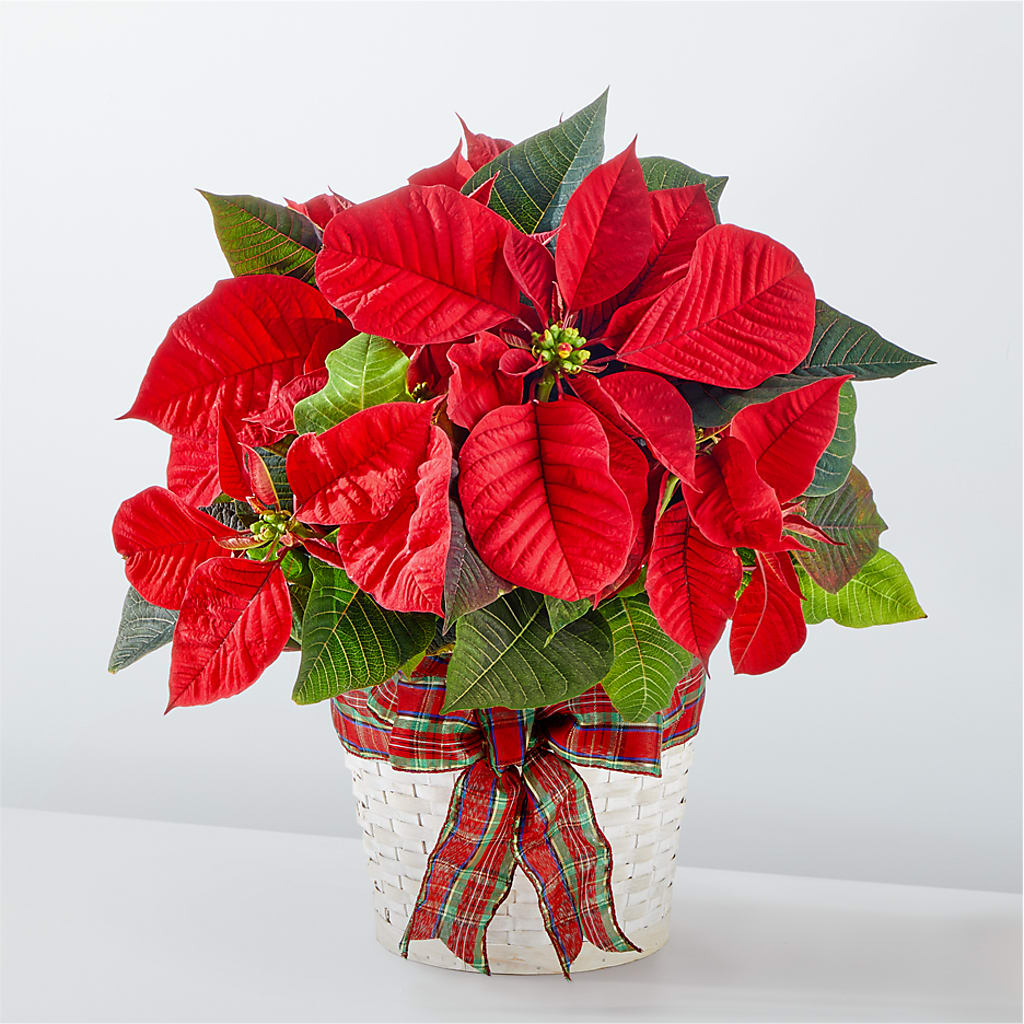 Happiest Holidays Poinsettia –  Awesome Blossom Flowers And Gifts, Citrus Heights CA