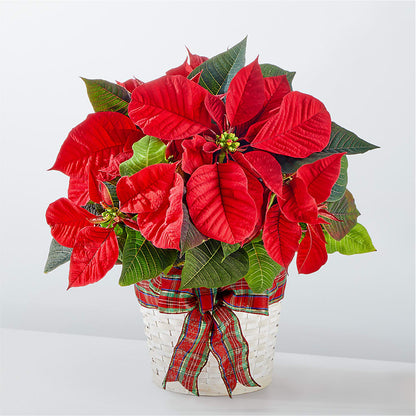 Happiest Holidays Poinsettia –  Awesome Blossom Flowers And Gifts, Citrus Heights CA