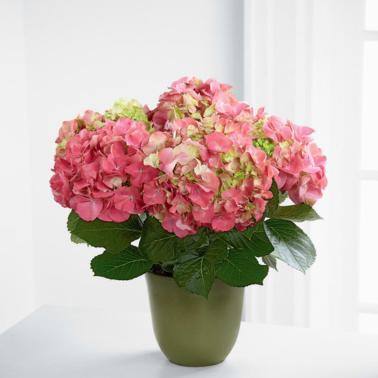 Pink Hydrangea Planter –  Awesome Blossom Flowers And Gifts, Citrus Heights CA