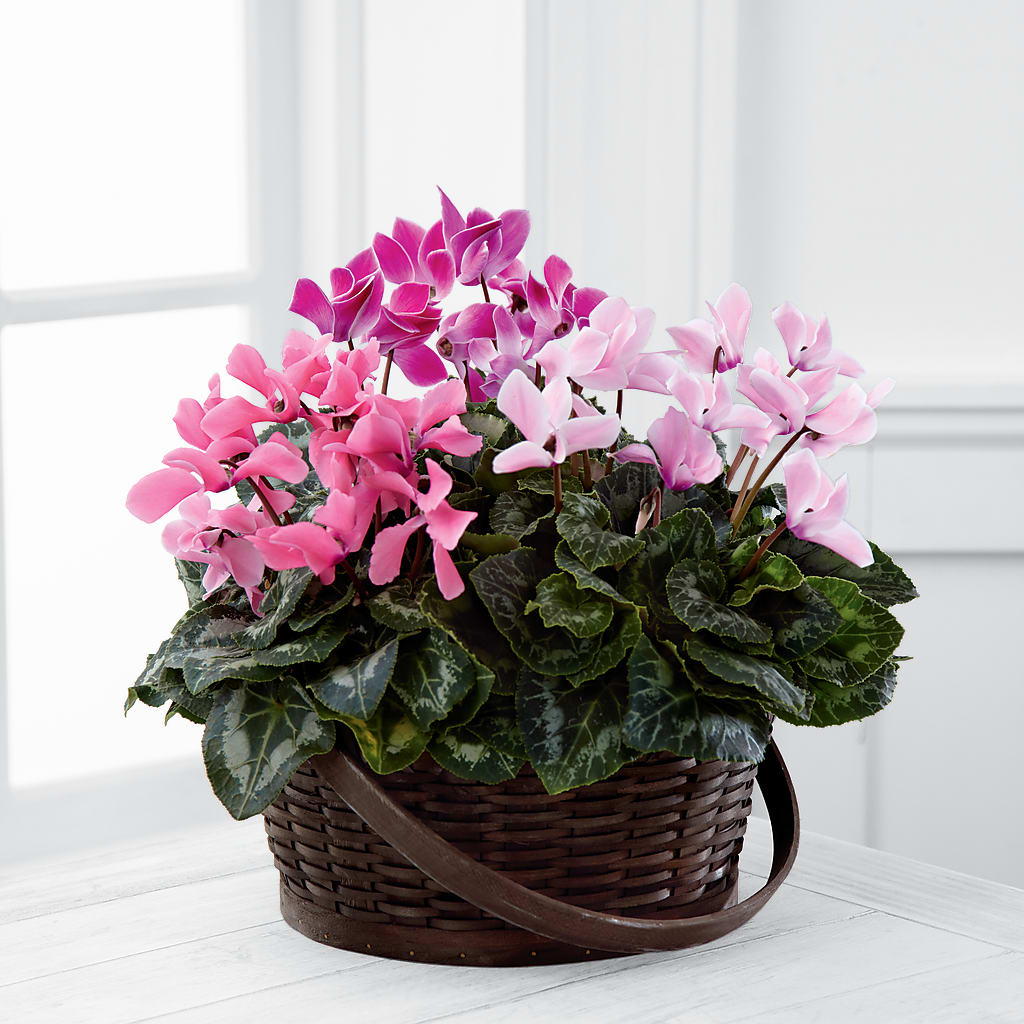 Mixed Cyclamen Planter –  Awesome Blossom Flowers And Gifts, Citrus Heights CA