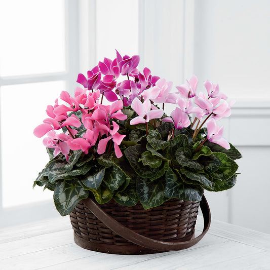 Mixed Cyclamen Planter –  Awesome Blossom Flowers And Gifts, Citrus Heights CA