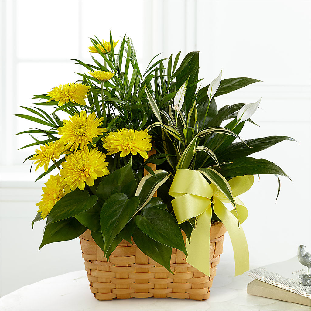 Loving Light Dishgarden –  Awesome Blossom Flowers And Gifts, Citrus Heights CA