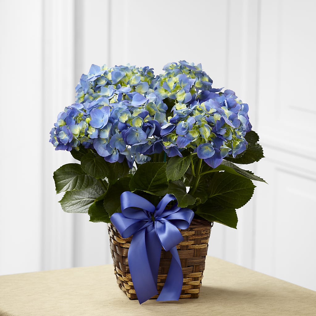 Blue Hydrangea Planter –  Awesome Blossom Flowers And Gifts, Citrus Heights CA