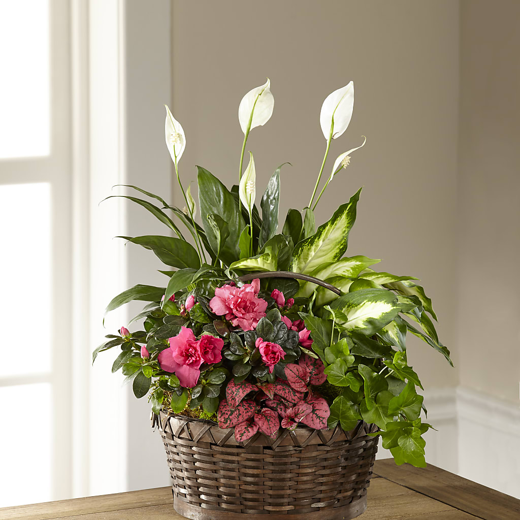 Dream in Pink Dishgarden –  Awesome Blossom Flowers And Gifts, Citrus Heights CA