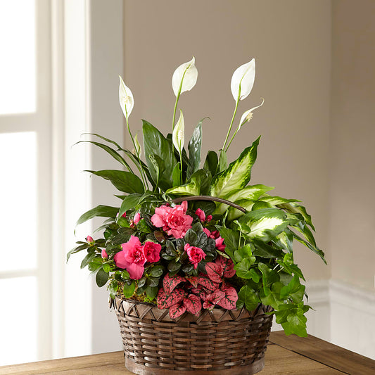 Dream in Pink Dishgarden –  Awesome Blossom Flowers And Gifts, Citrus Heights CA