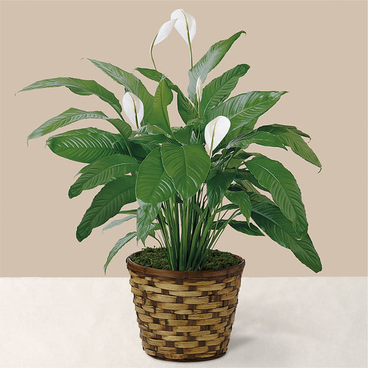 Tranquil Moments Peace Lily Plant –  Awesome Blossom Flowers And Gifts, Citrus Heights CA