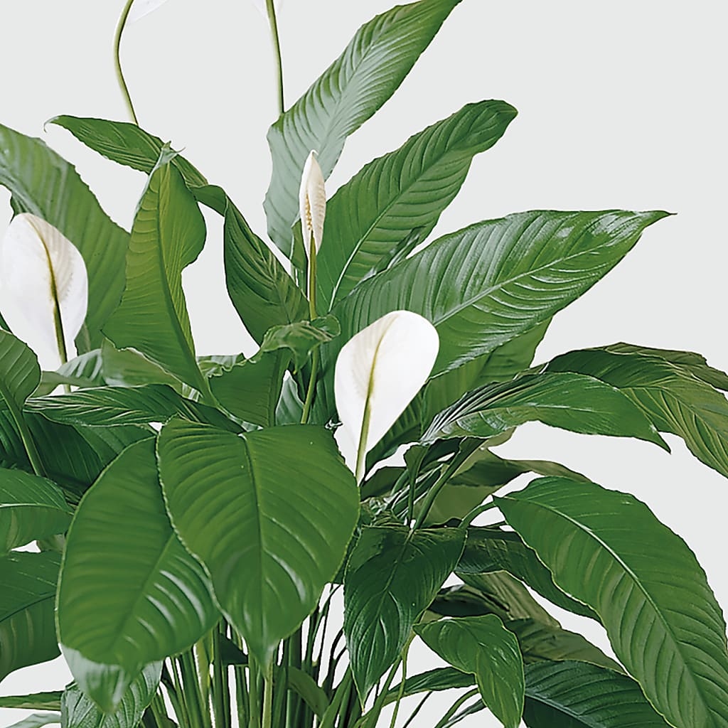 Tranquil Moments Peace Lily Plant –  Awesome Blossom Flowers And Gifts, Citrus Heights CA