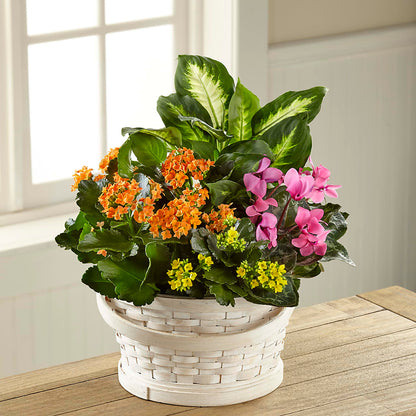 Color Crush Dishgarden –  Awesome Blossom Flowers And Gifts, Citrus Heights CA