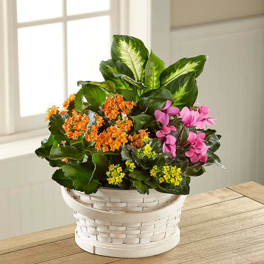 Color Crush Dishgarden –  Awesome Blossom Flowers And Gifts, Citrus Heights CA