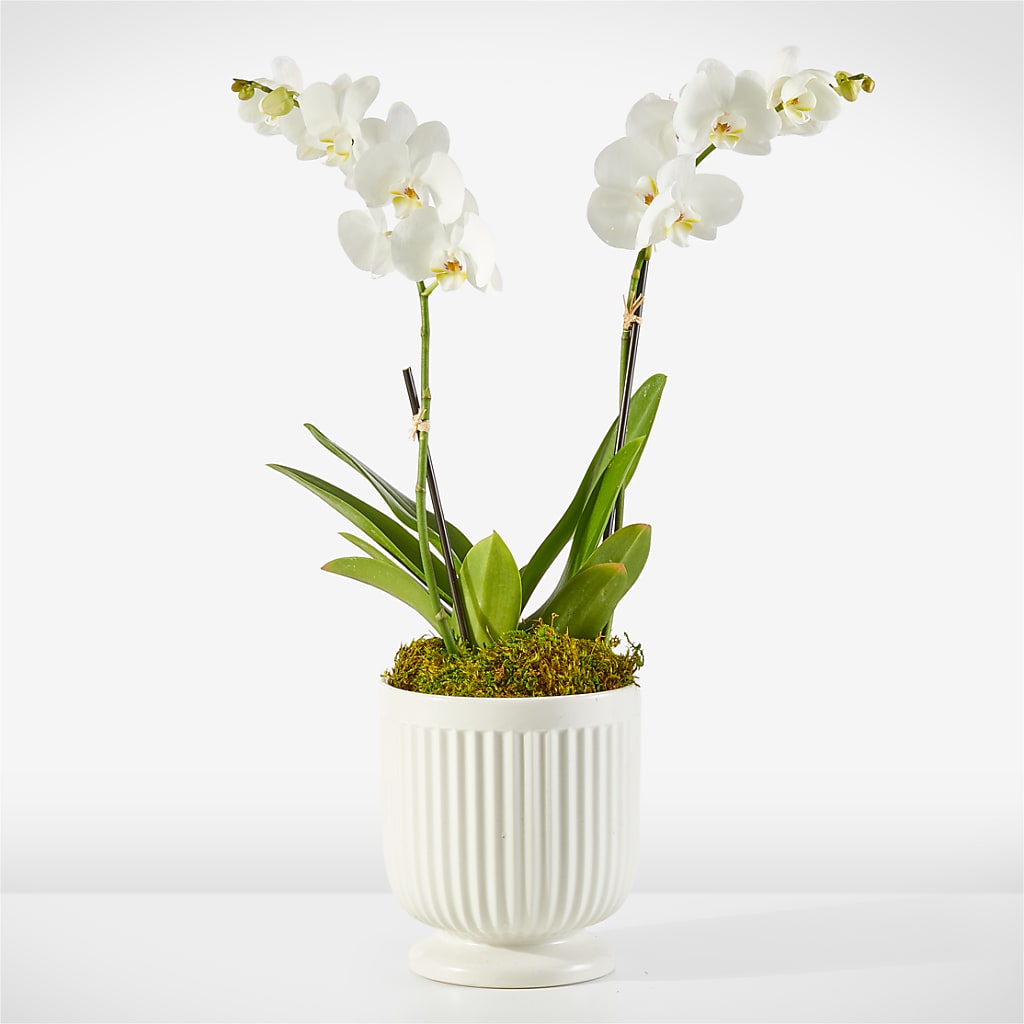 Whispering White Orchid –  Awesome Blossom Flowers And Gifts, Citrus Heights CA