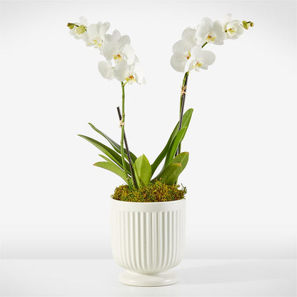 Whispering White Orchid –  Awesome Blossom Flowers And Gifts, Citrus Heights CA