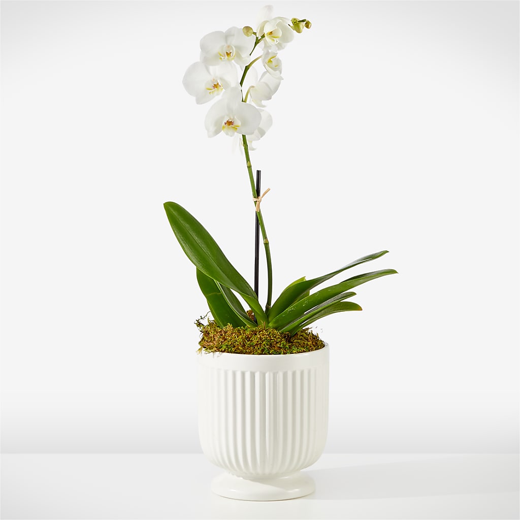 Whispering White Orchid –  Awesome Blossom Flowers And Gifts, Citrus Heights CA