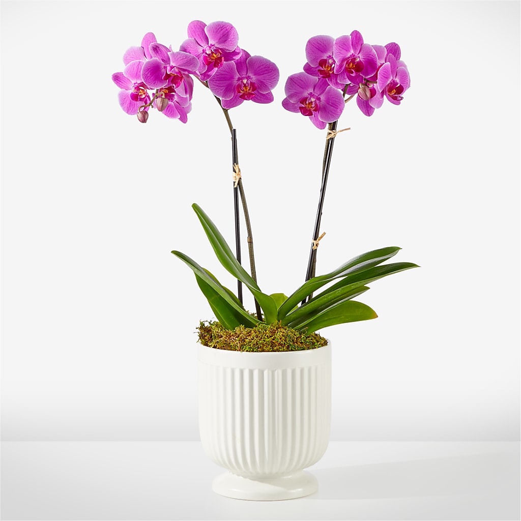Friendly Fuchsia Orchid –  Awesome Blossom Flowers And Gifts, Citrus Heights CA