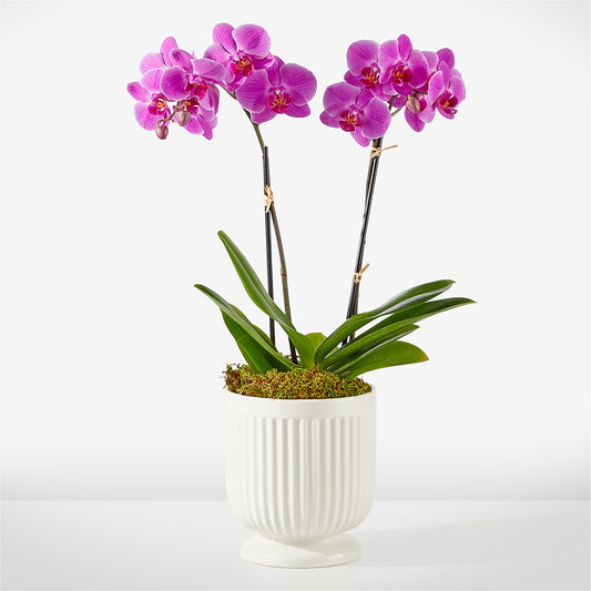 Friendly Fuchsia Orchid –  Awesome Blossom Flowers And Gifts, Citrus Heights CA