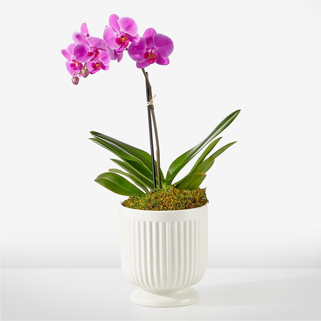 Friendly Fuchsia Orchid –  Awesome Blossom Flowers And Gifts, Citrus Heights CA