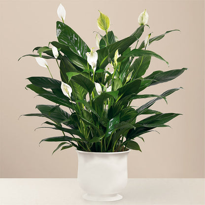 Comfort Planter –  Awesome Blossom Flowers And Gifts, Citrus Heights CA