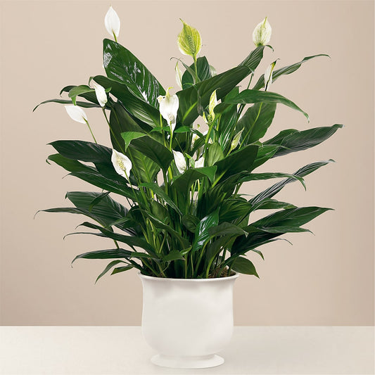 Comfort Planter –  Awesome Blossom Flowers And Gifts, Citrus Heights CA