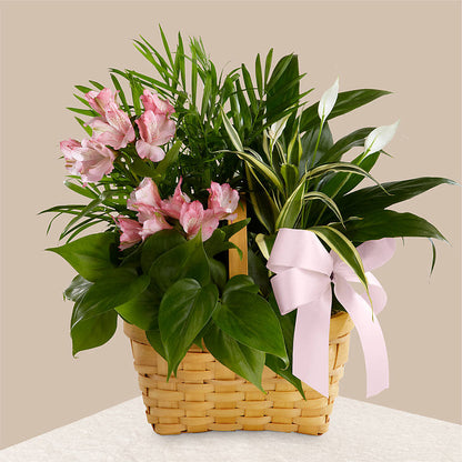 Living Spirit Dishgarden –  Awesome Blossom Flowers And Gifts, Citrus Heights CA