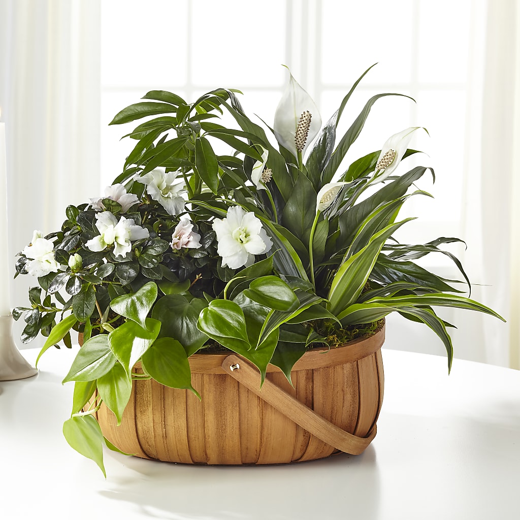 Serene Dishgarden –  Awesome Blossom Flowers And Gifts, Citrus Heights CA