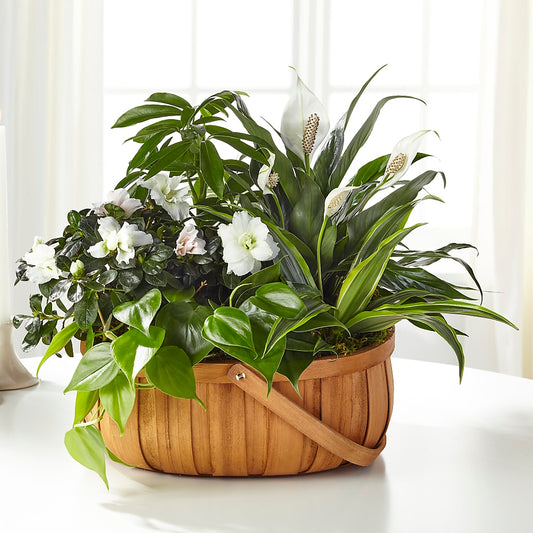 Serene Dishgarden –  Awesome Blossom Flowers And Gifts, Citrus Heights CA