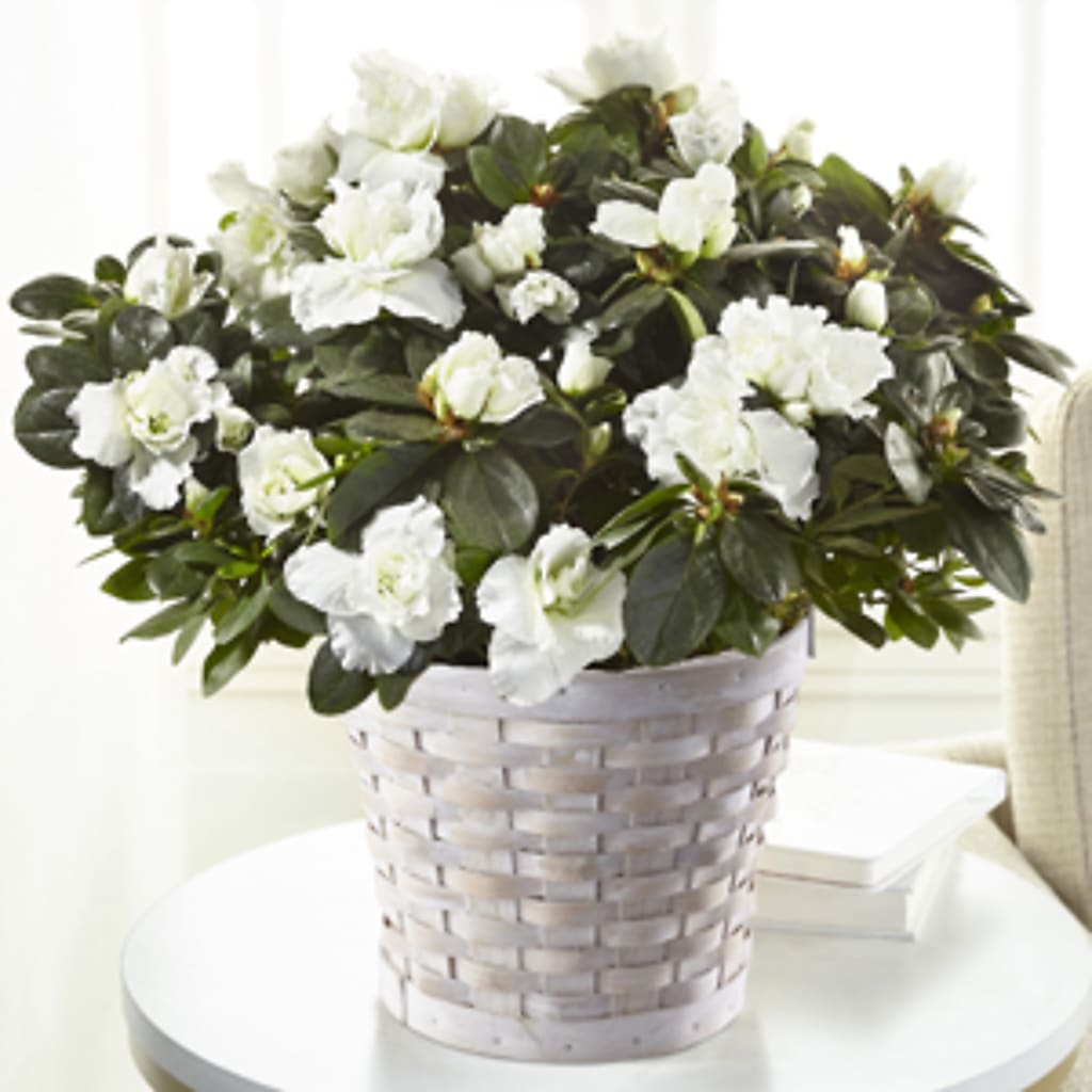 White Azalea Plant –  Awesome Blossom Flowers And Gifts, Citrus Heights CA