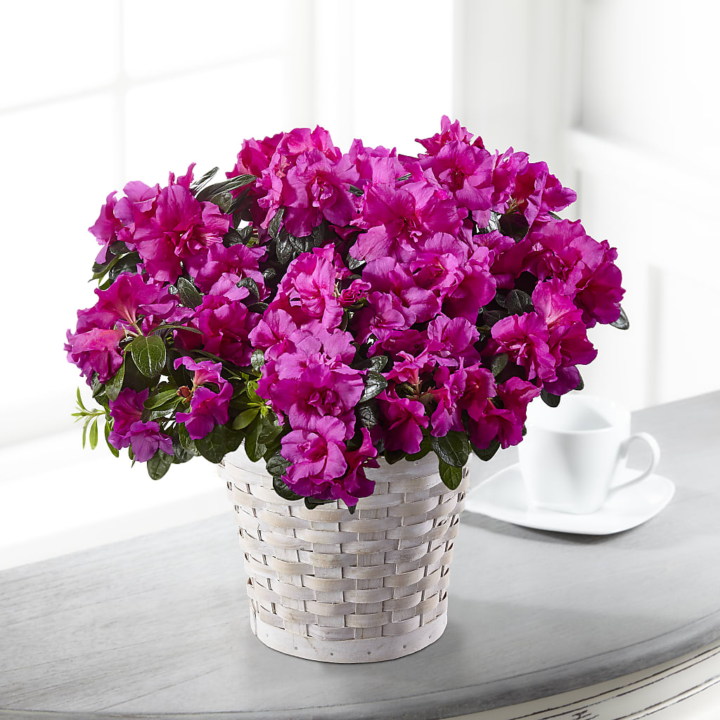 Hope & Serenity Azalea Plant –  Awesome Blossom Flowers And Gifts, Citrus Heights CA