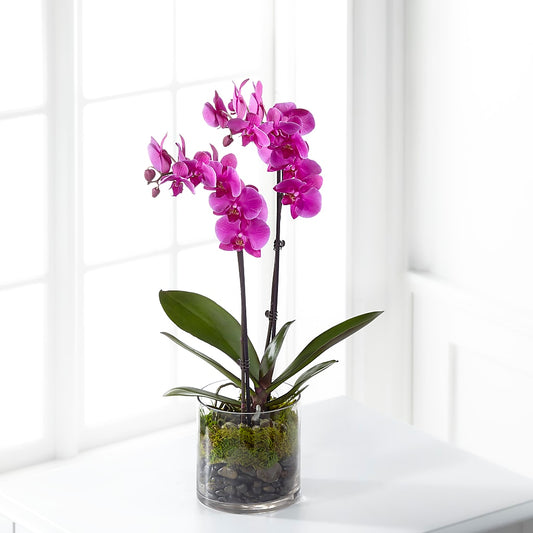 Pink Orchid Plant –  Awesome Blossom Flowers And Gifts, Citrus Heights CA