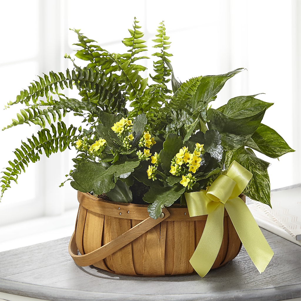 Always Dear Dishgarden –  Awesome Blossom Flowers And Gifts, Citrus Heights CA