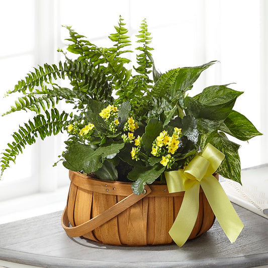 Always Dear Dishgarden –  Awesome Blossom Flowers And Gifts, Citrus Heights CA