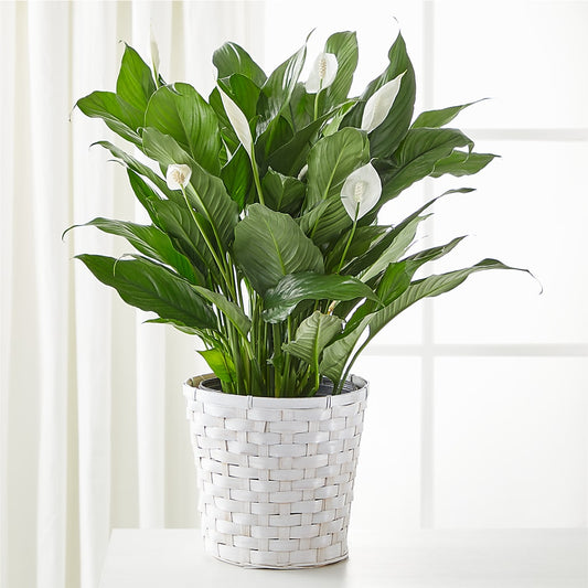 A New Leaf Peace Lily –  Awesome Blossom Flowers And Gifts, Citrus Heights CA