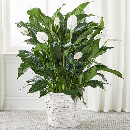 A New Leaf Peace Lily –  Awesome Blossom Flowers And Gifts, Citrus Heights CA
