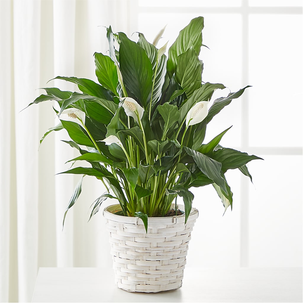 A New Leaf Peace Lily –  Awesome Blossom Flowers And Gifts, Citrus Heights CA