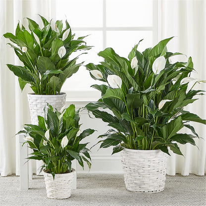 A New Leaf Peace Lily –  Awesome Blossom Flowers And Gifts, Citrus Heights CA