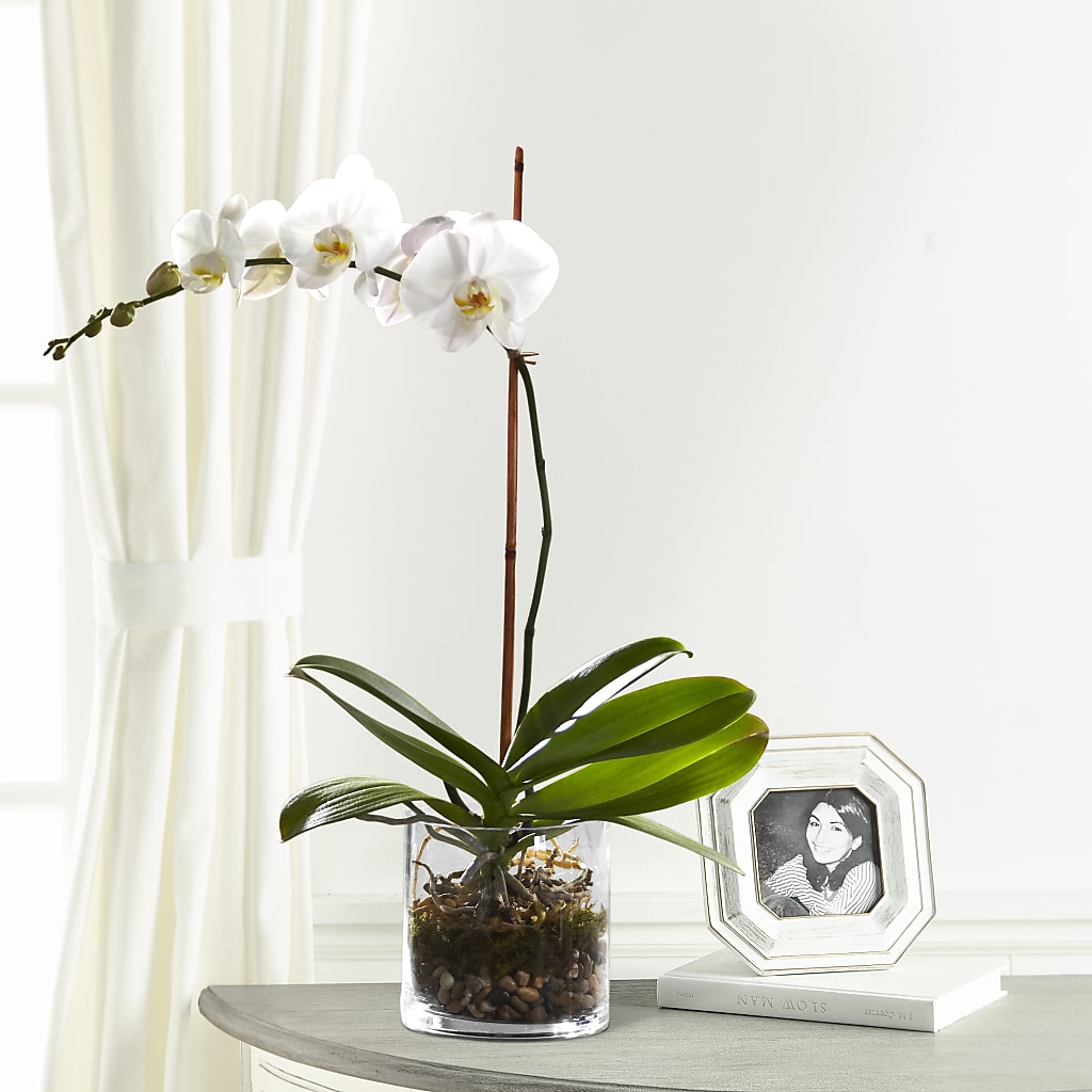 White Orchid Planter –  Awesome Blossom Flowers And Gifts, Citrus Heights CA