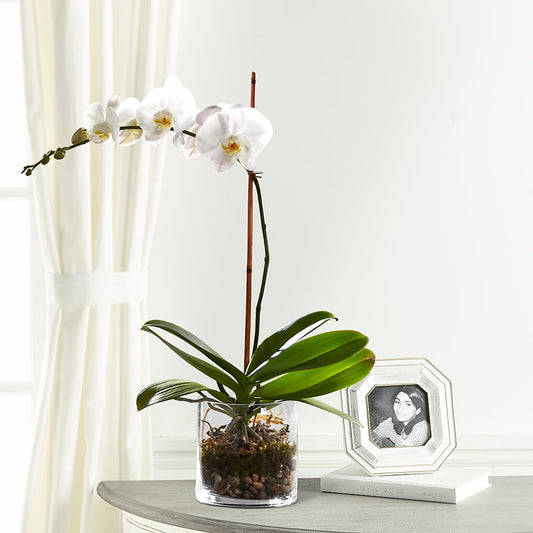 White Orchid Planter –  Awesome Blossom Flowers And Gifts, Citrus Heights CA