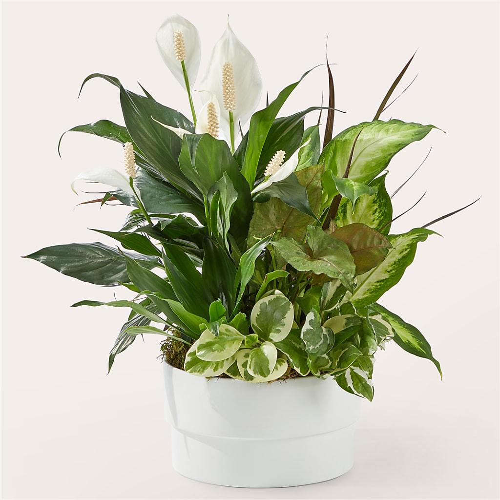 Radiating Positivity Dishgarden –  Awesome Blossom Flowers And Gifts, Citrus Heights CA