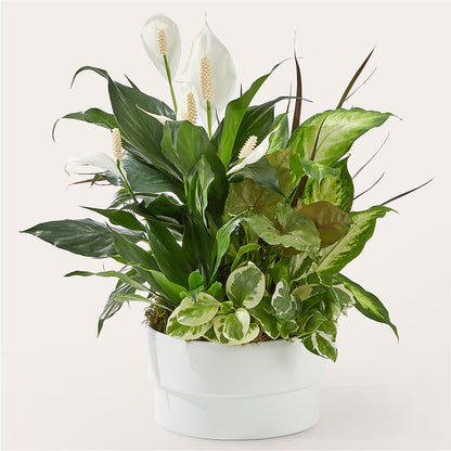 Radiating Positivity Dishgarden –  Awesome Blossom Flowers And Gifts, Citrus Heights CA